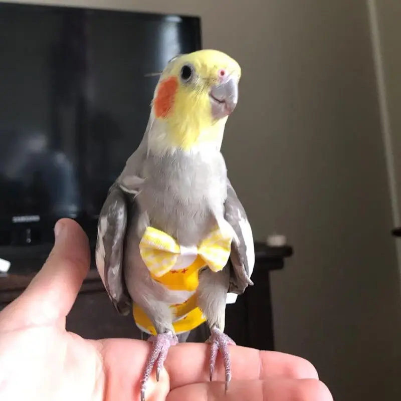 Регулируемая портативная одежда для домашних животных голубь попугай Летающий