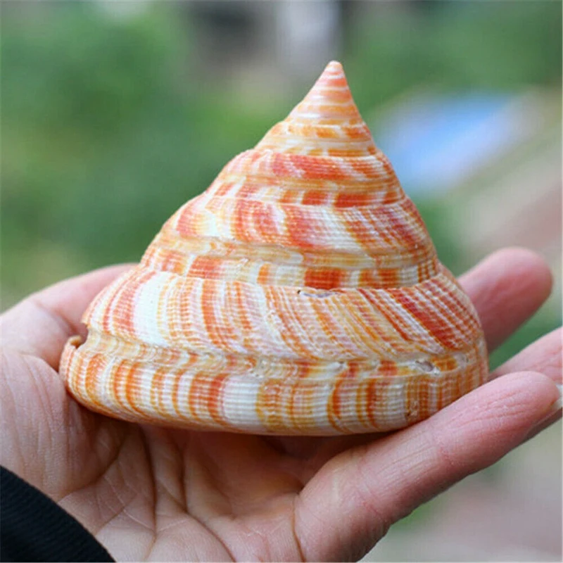 Топ Император щелевая оболочка конусные оболочки Многоцелевой DIY ремесла