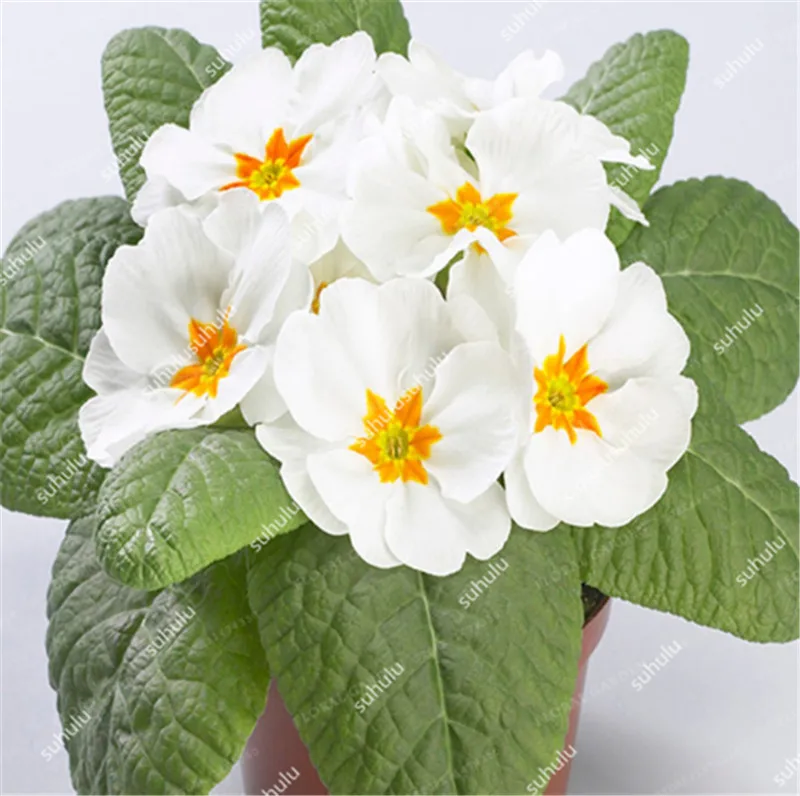 100 шт Искусственный Примула | Дом и сад