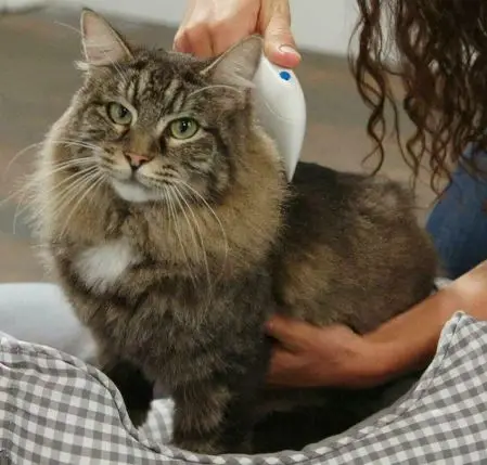 Профессиональная электронная электрическая блошиная расческа для щенков