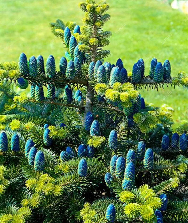 100 шт Искусственные Abies | Дом и сад