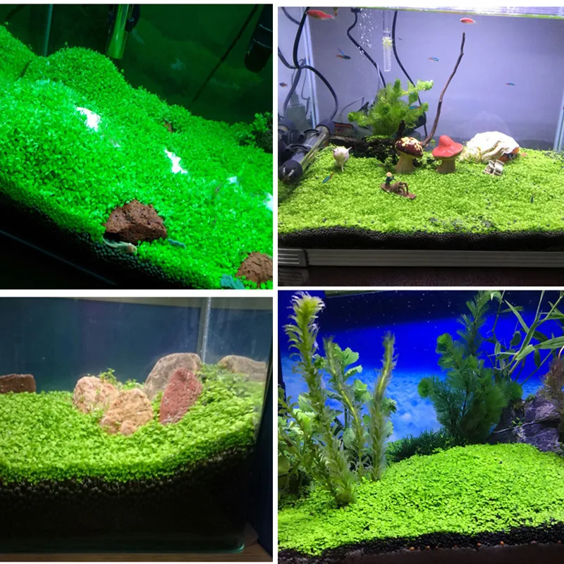 

10G Aquarium Plant Aquatic Water Gras Decoratie Aquarium Gemakkelijk Groeiende Moss Gazon Huis Tuin Ornamenten Landschap Levert