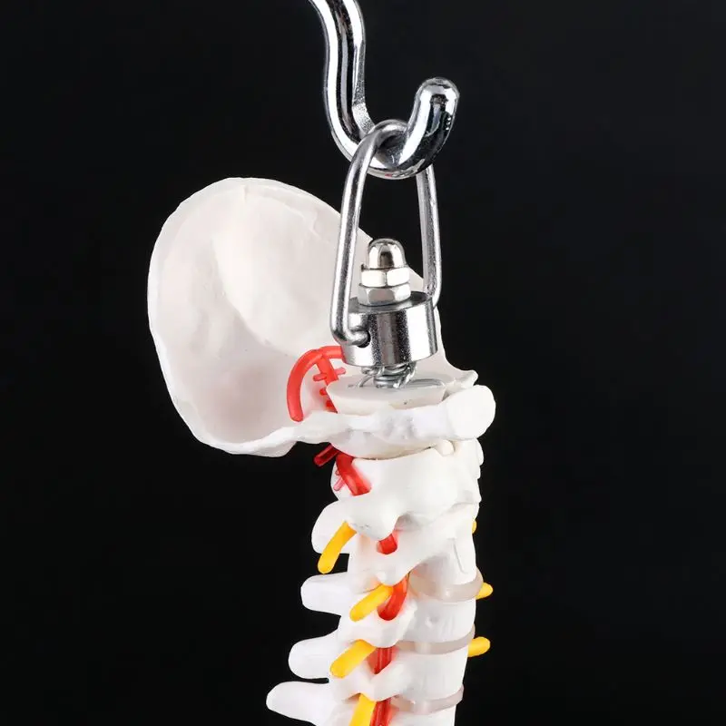 

2021 NEW 45cm Flexible Human Spinal Column Vertebral Lumbar Curve Anatomical Model Anatomy Spine Medical Teaching Tool