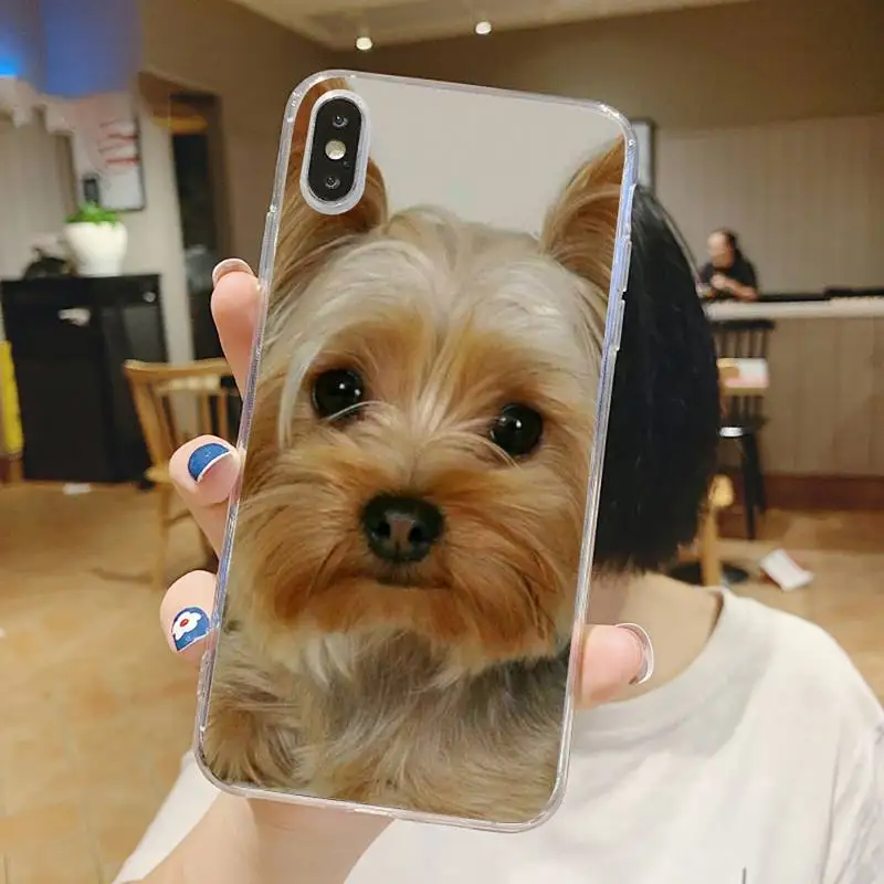 

Mini Yorkshire Terrier Dog animal Phone Case Transparent for iPhone 6 7 8 11 12 s mini pro X XS XR MAX Plus