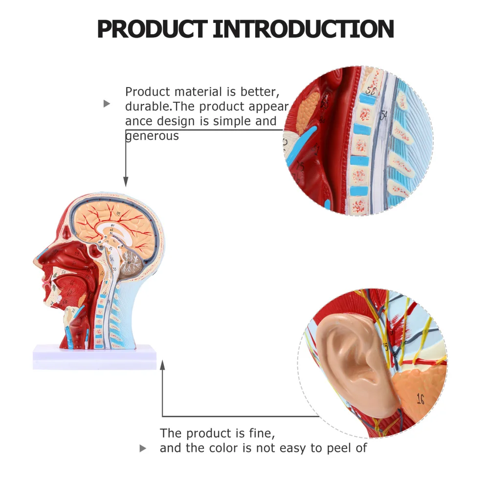 Модель анатомическая для обучения ушам носу горлу 1 шт.| |