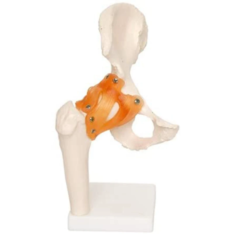 

Life Size Anatomical Hip Joint Model Human Skeleton Anatomy Exercise Bone Orthopedic Pain Teaching Resources