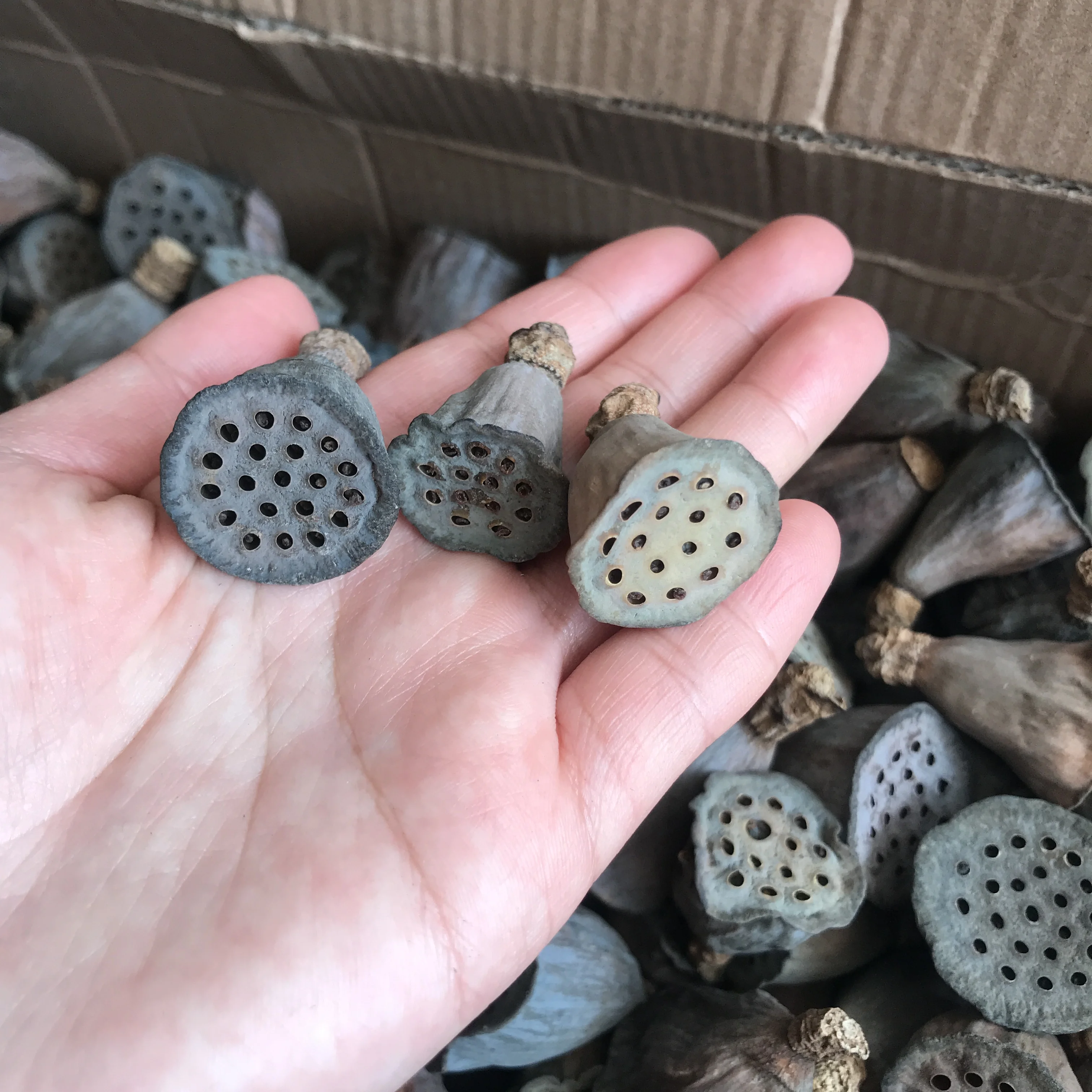 5 шт./пакет миниатюрные натуральные сухие цветы лотоса офисное украшение