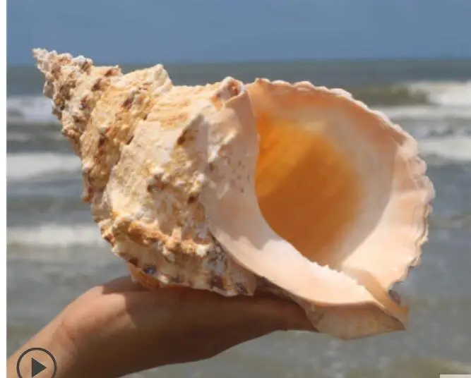 

15CM PEARLY FOUR BIG FAMOUS SCREW NAUTILUS CONCH SHELLS CORAL COLLECTIBLE MEDITERRANEAN AQUARIUM ORNAMENTS SEA SNAIL