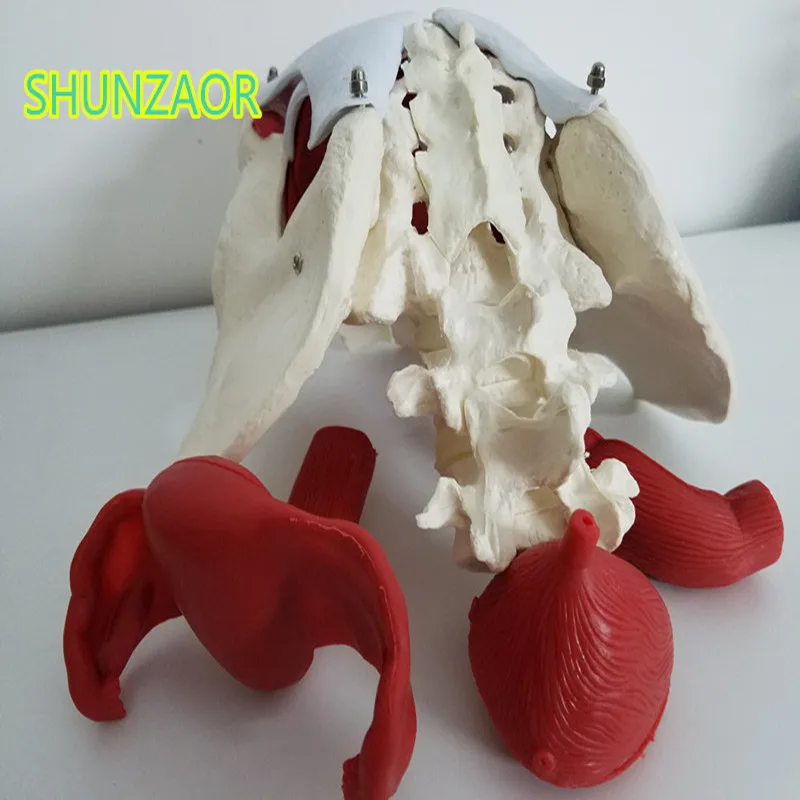 1:1 модель женских тазовых и репродуктивных органов (2 бруска позвоночника) мышц