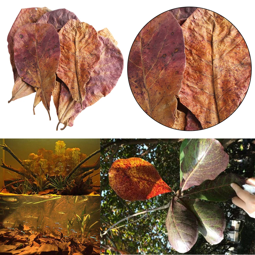 

20PCS Aquarium Natural Terminalia Catappa Leaves Fish Tank Cleaning Tools Water Treatment Aquarium Decoration Tropic Almond Leaf