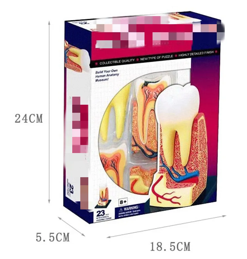 Triple Root Molar 4D биологические развивающие игрушки собранные человеческие органы висцеральное сердце анатомическая модель биологические игрушки головоломка - Цвет: Triple Root Molar