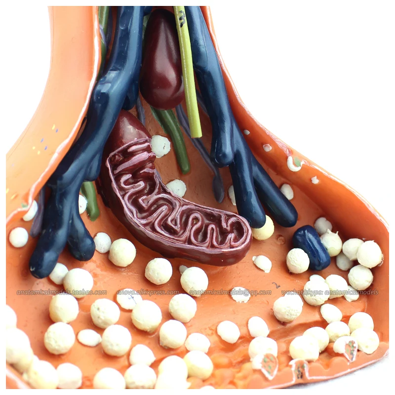

12413 / Magnified 120000x Human Spinal Cord Chemical SYNAPSE Model, Medical Science Teaching Anatomical Models