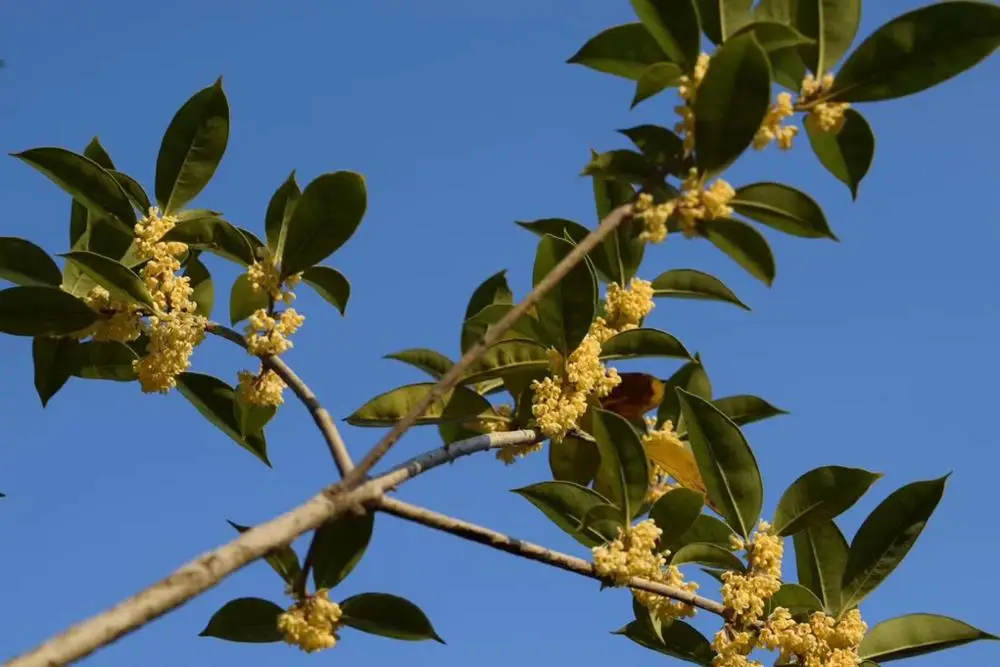 1 se|Принадлежности для выпечки| |