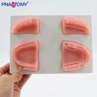 silicone oral cavity gum suture model teeth gingiva practice tool dentist used medical teaching equipment with base