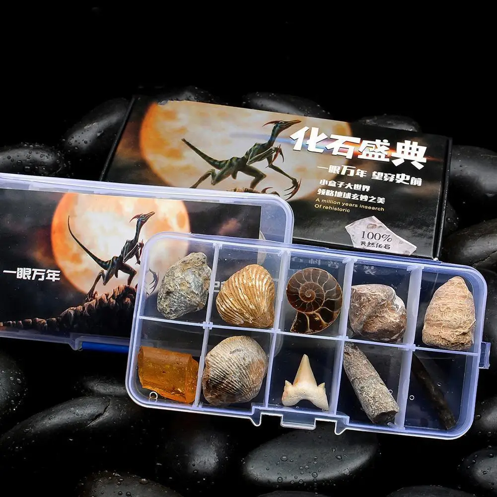

10 шт./компл. естественные образцы биология наука A игрушки Детская коробка, камень янтарь Подарочный комплект дисплей с обучением Рождество ...