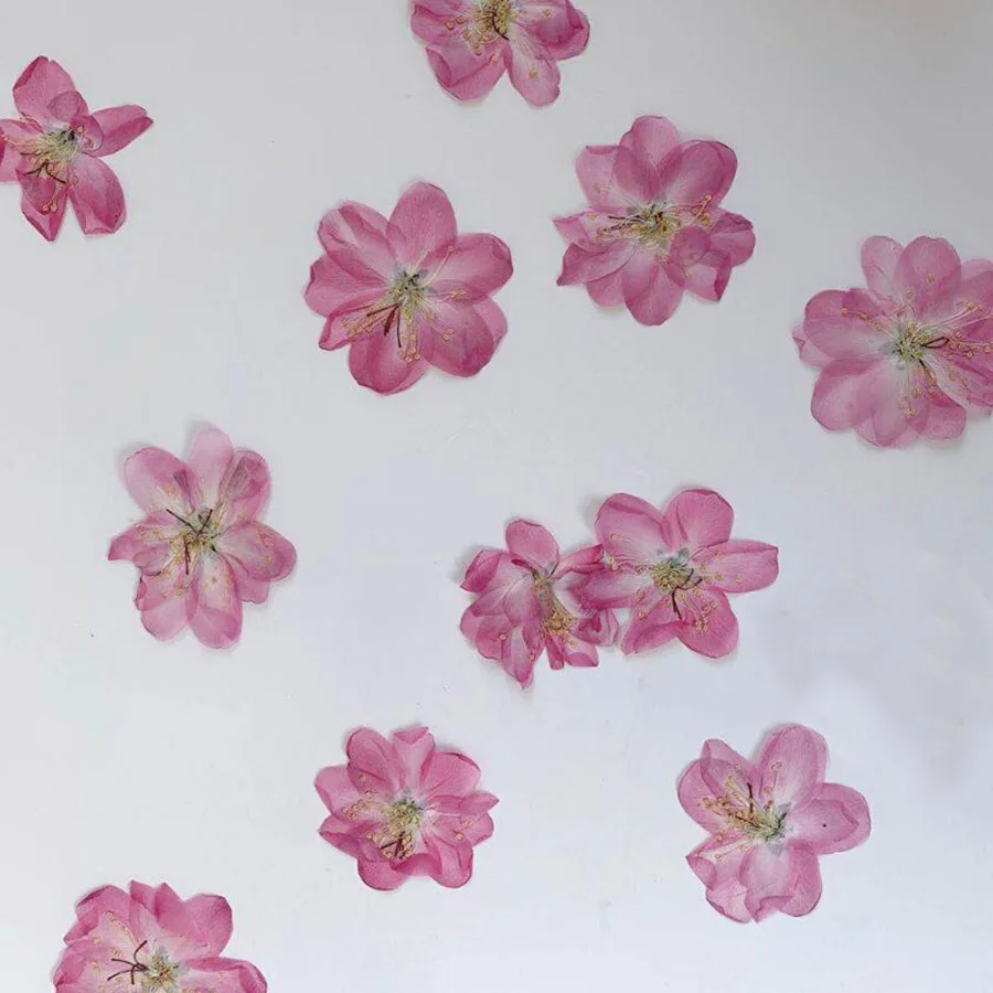 60 шт. прессованный высушенный розовый Malus Spectabilis цветок/бутоны гербарий из