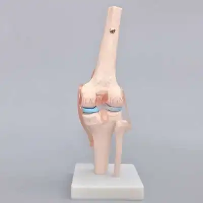 

Knee joint model human knee bone anatomical ligament iliac structure orthopedics teaching mold