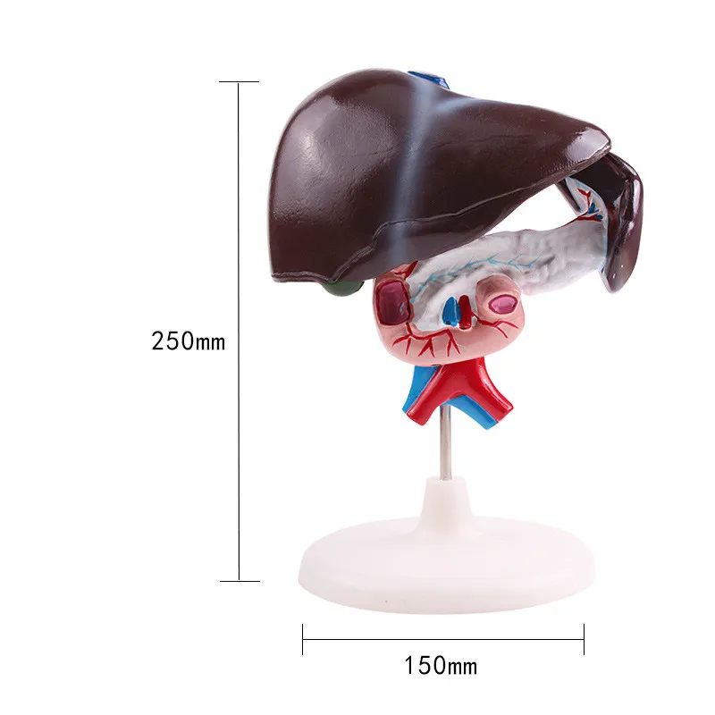 

Duodenum liver spleen Artery Pancreas Structure model Medical teaching model free shipping