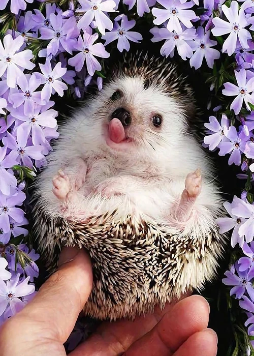 5D алмазная живопись, цветок, животное, ежик, цветная Алмазная вышивка, мультяшная Смола Стразы, Алмазная мозаика, детский подарок