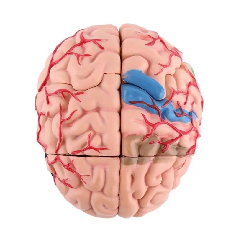 4D Disassembled Anatomical Human Brain Model Anatomy Teaching Tool Statues Sculptures School Use Dropship | Дом и сад