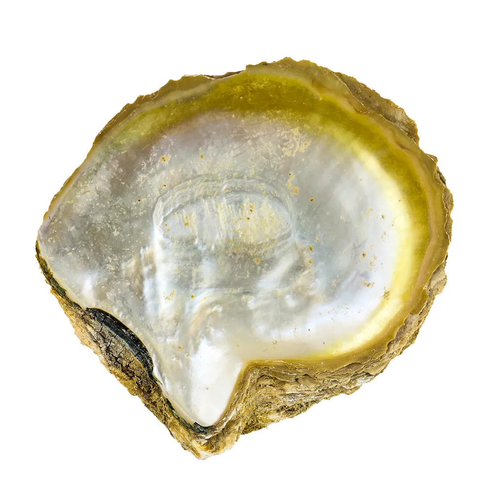 13 15 см с натуральным желтым из перламутровых раковин морских домашний декор