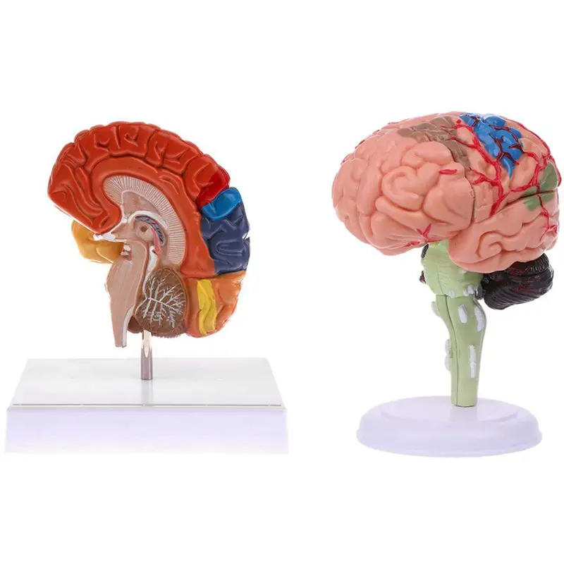 

Разобранная модель анатомического человеческого мозга 4D 1 шт. и 1 шт. анатомическая модель мозга 1:1