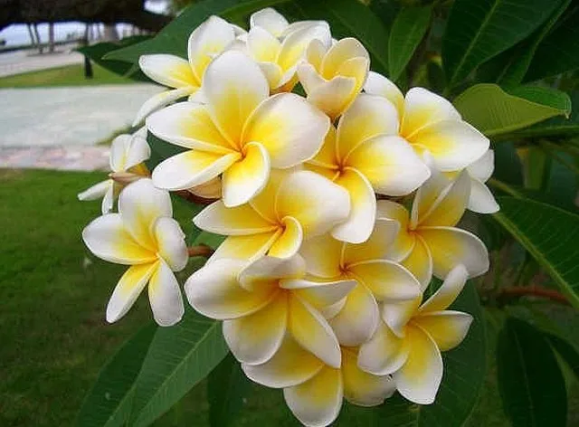 100 шт домашний сад Frangipani PLUMERIA Rubra Lei Яйцо цветок бонсаи semillas de flores