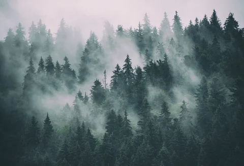 Laeacco масляная живопись Темный лес джунгли сосна туман живописный Зимний снег фон для фотосъемки фоны для фотосъемки студия