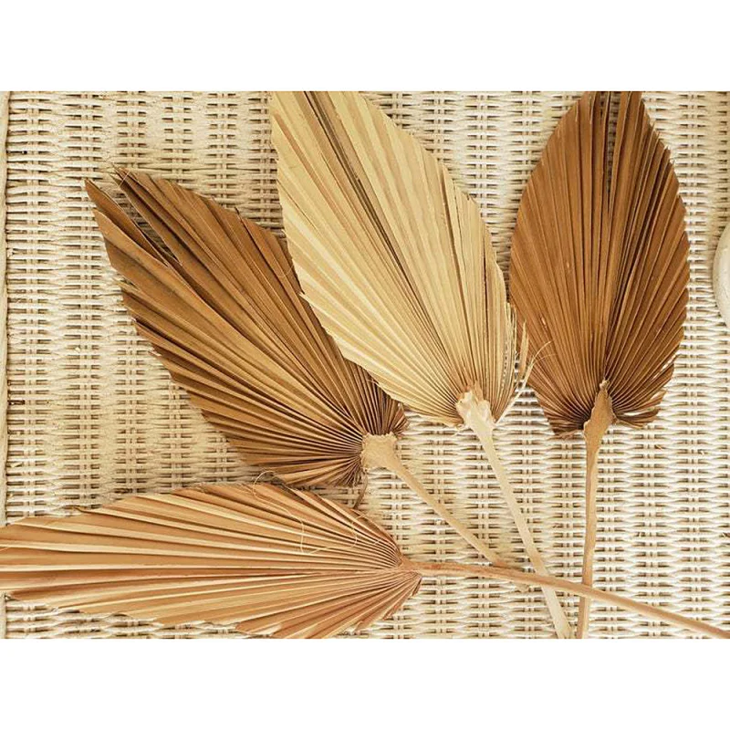 

1pc Dried Flower Natural Pu Fan Leaf For DIY Home Shop Display Decoration Materials
