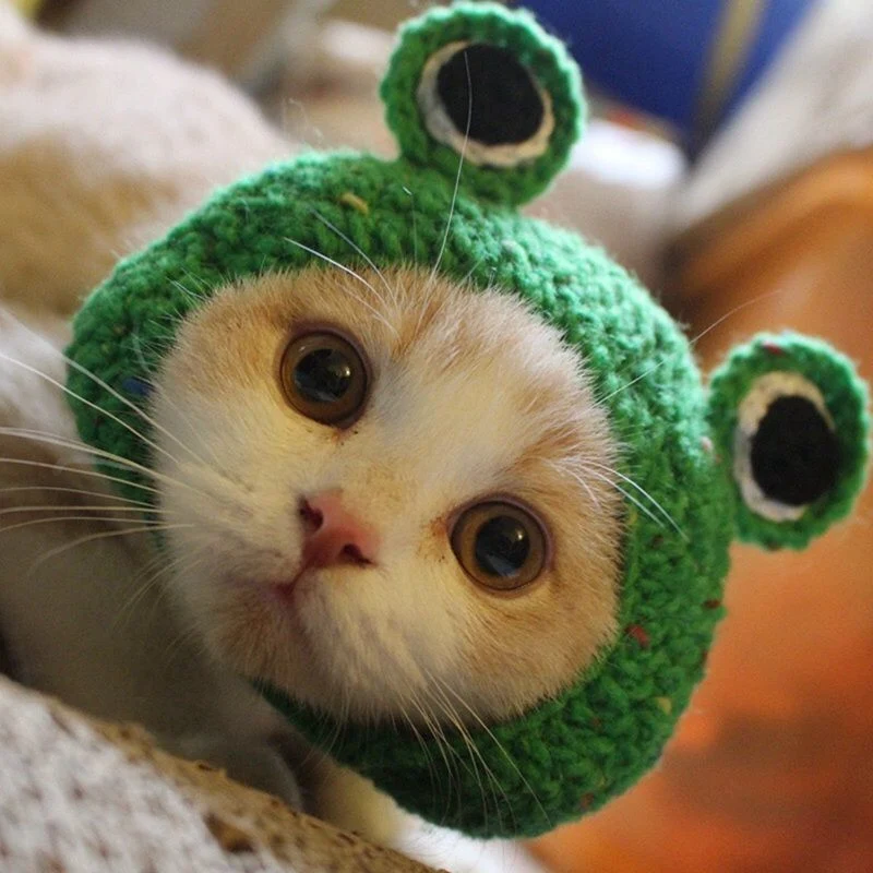 

Pet Knitted Handmade Hat for Cats Dogs Cute Frog Shape Headgear Fun Photography