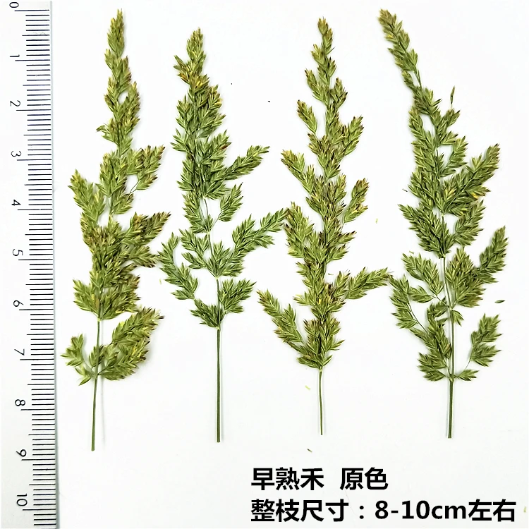 Натуральный прессованный настоящий сушеный образец Кентукки bluegrass для