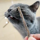 Деревянная зубная паста для домашних питомцев