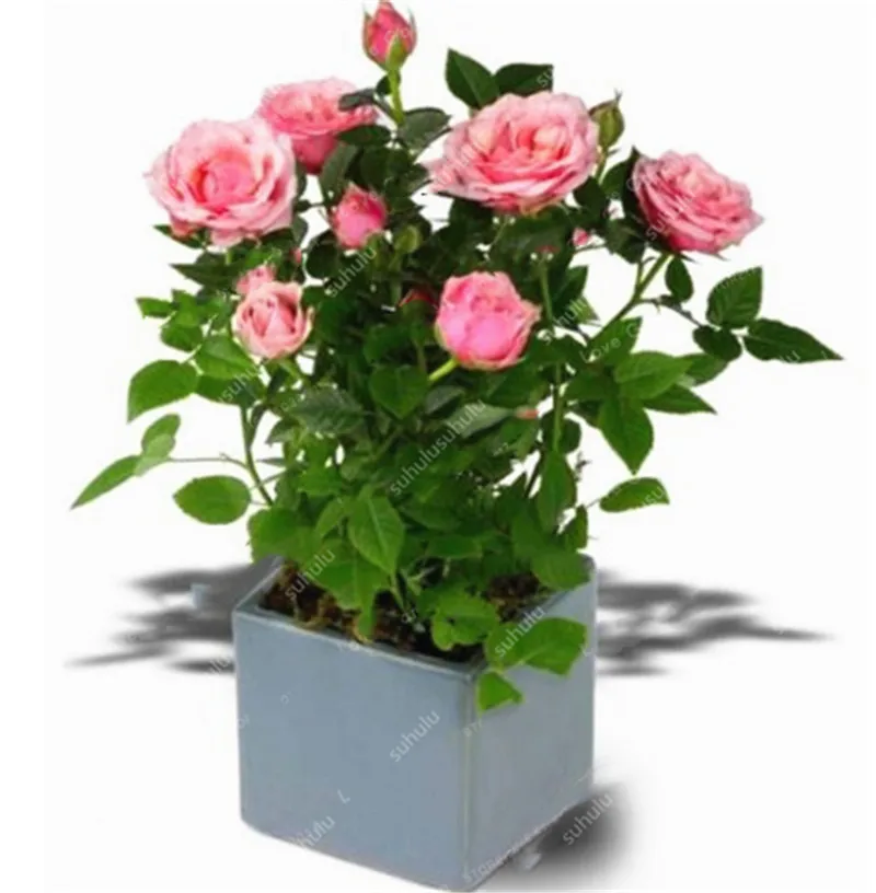 200 pcs Artificial Rose | Дом и сад