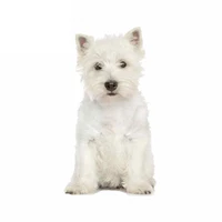 white westie dog vinyl stickers west highland terrier decal sticker funny animal car sunscreen kk137cm