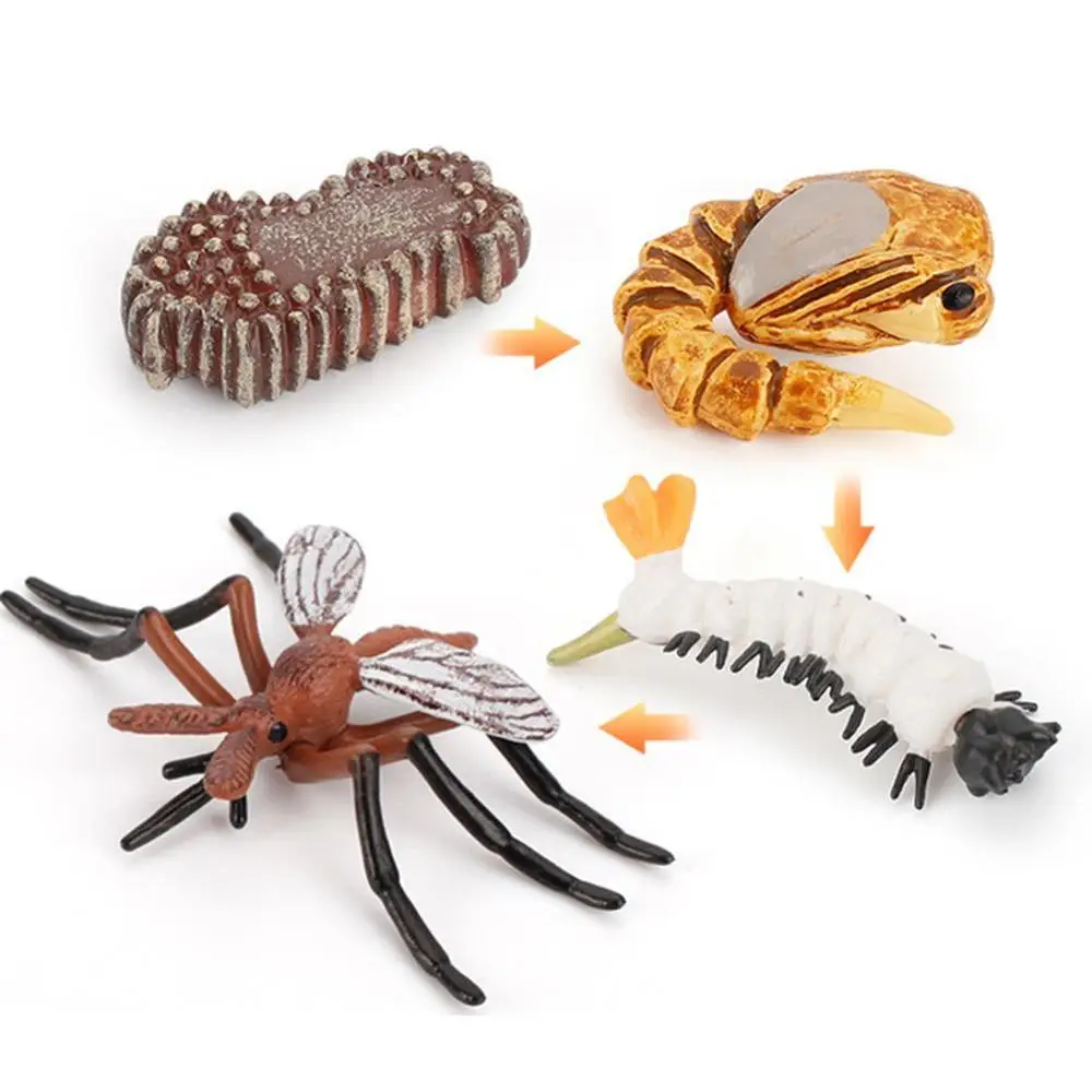 

Simulation Animals Life Cycle Animal Figurines,Frog Ant Mosquito Sea Turtle Chicken Butterfly Growth Cycle Model Figures toys
