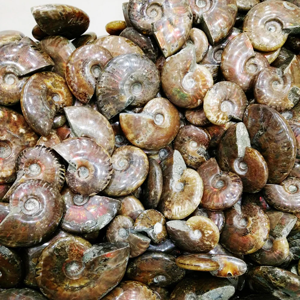 3-4 см пятнистая Улитка Fossil орнаменты естественный Радужный аммолитовый фасетный