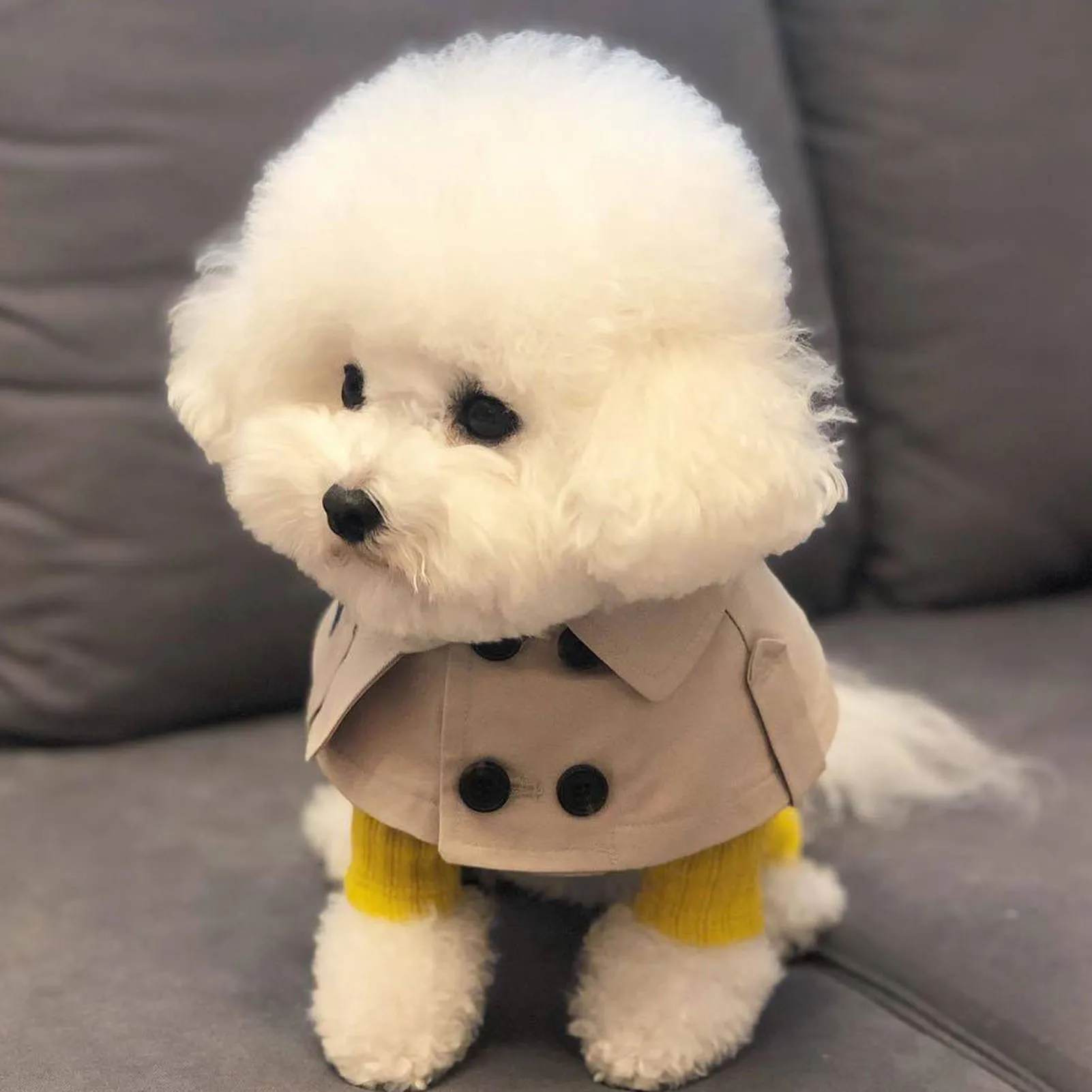 Teddy Bichon корги французский боевые британский стиль повязки Горячая распродажа!