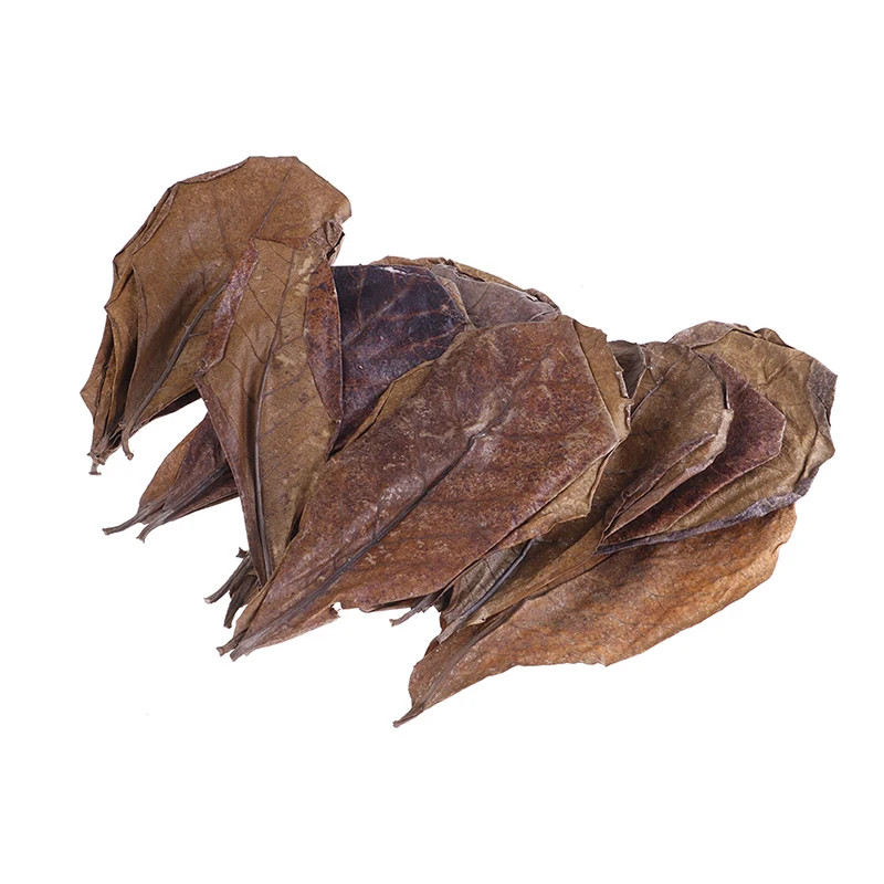 

20pcs Natural Leaves Almond Tree Indian Almond Tree Olive Leaf For Aquarium Water To Balance PH Acidity