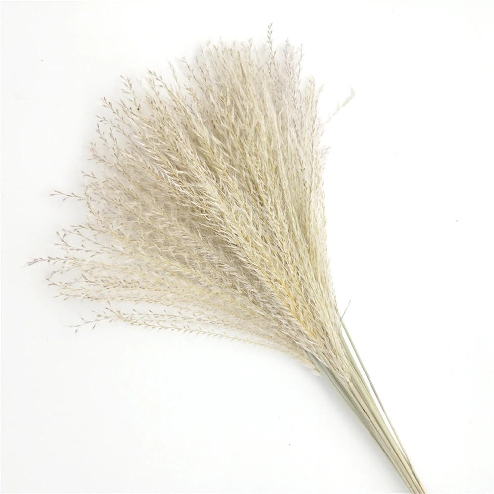 

Free Shipping 25 Pcs Wedding Pampas Flower Natural Grass Dried Plant Decor Home Ornaments Office