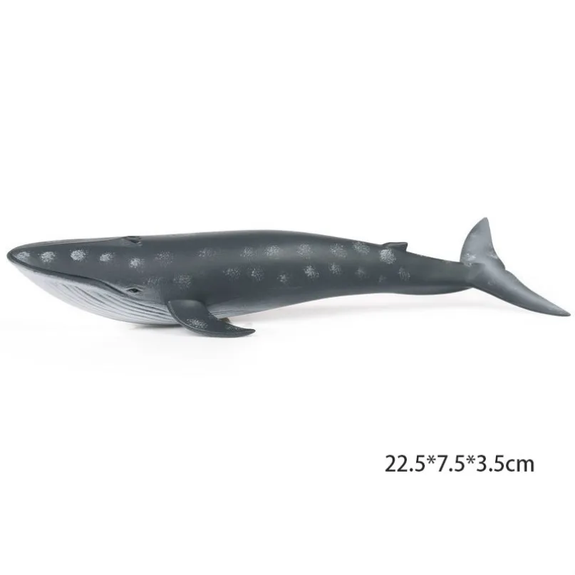 small blue whale Модель осьминога, Акула, парусник, модель осьминога, фигурка морской жизни, образовательная фигура, океан, с животными из ПВХ, игрушка для детей, Детский декор, подарок - Цвет: small blue whale