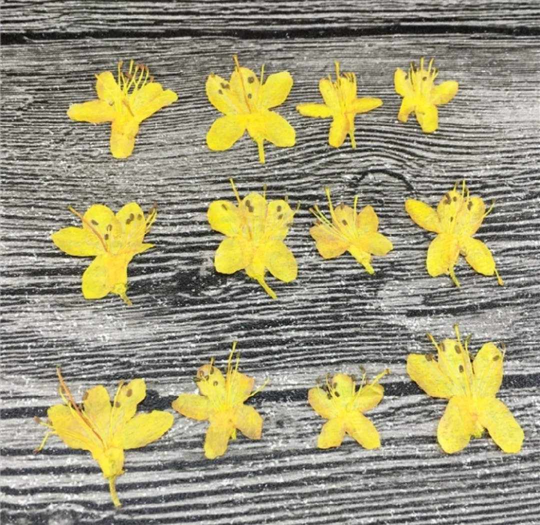 

120pcs Pressed Dried Rhododendron Flower Herbarium For Nail Art Face Make UP Epoxy Resin Jewelry Frame Phone Case Craft DIY