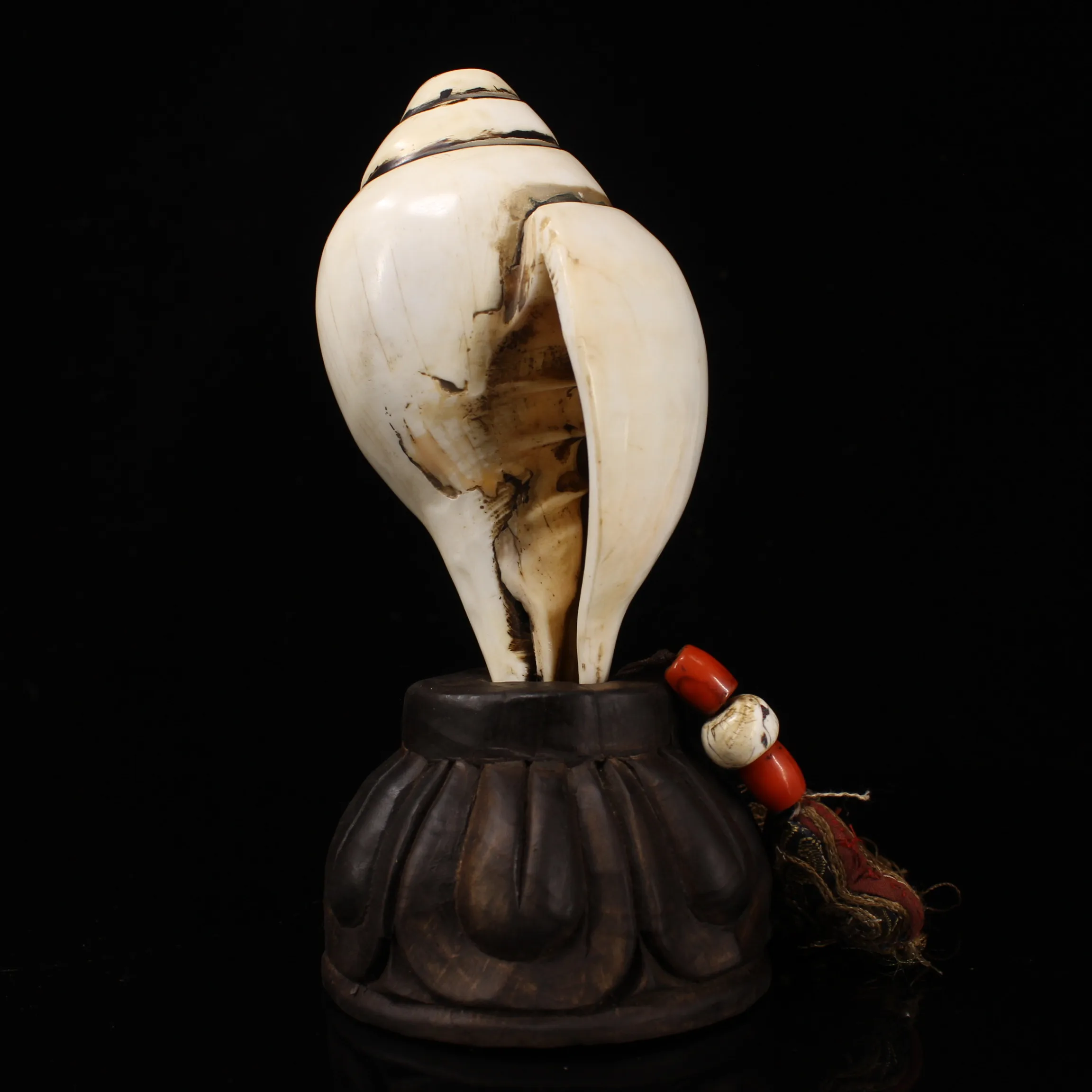 

wedding decoration Tibet Pure natural right-handed snail used for Buddhist law of old Tibetan tantra Faqi Phurba Vajra