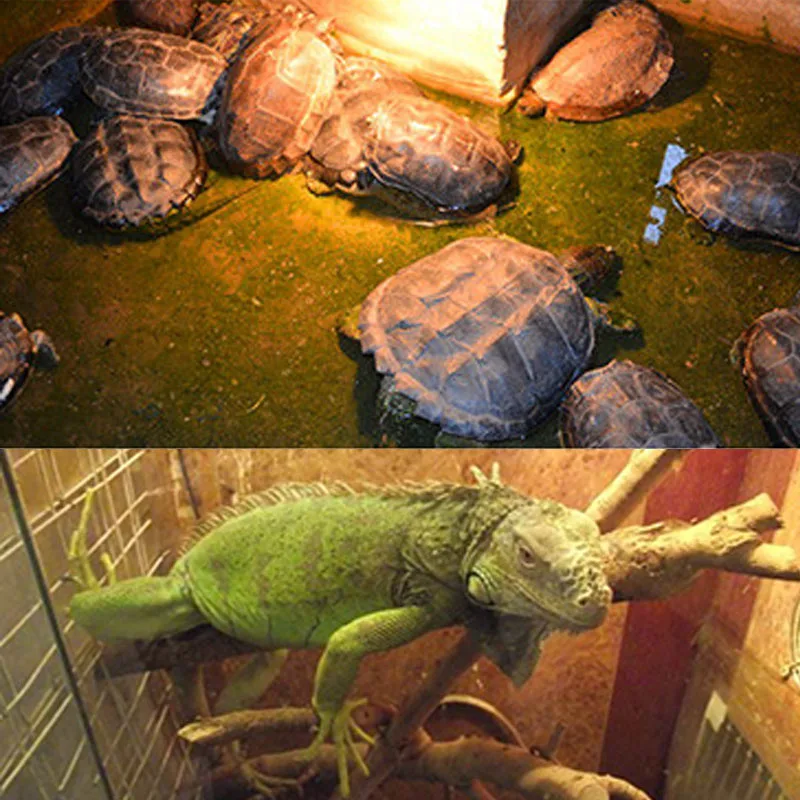 Обогревателем вентилятор лампа 5 Вт 100 Pet нагреватель рептилий черепаха ящерица