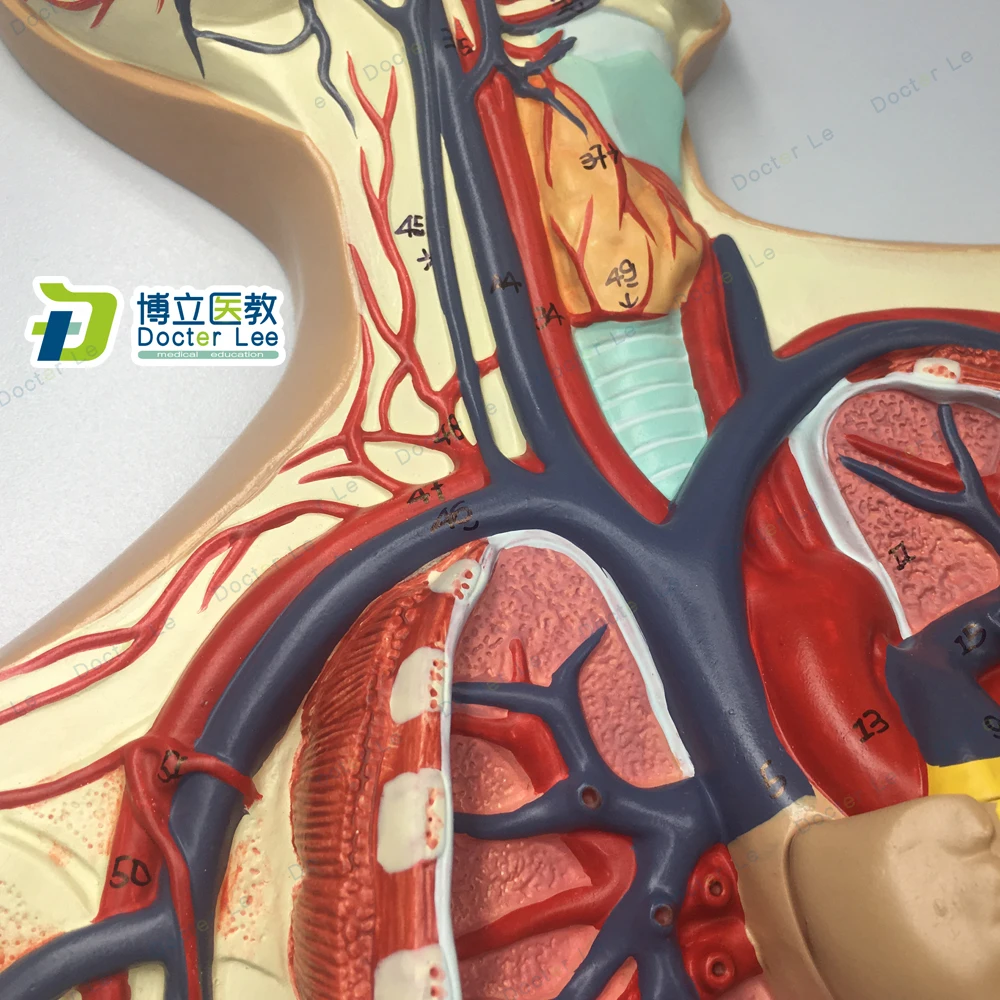 Модель системы кровообращения человека легких сердечно-сосудистой