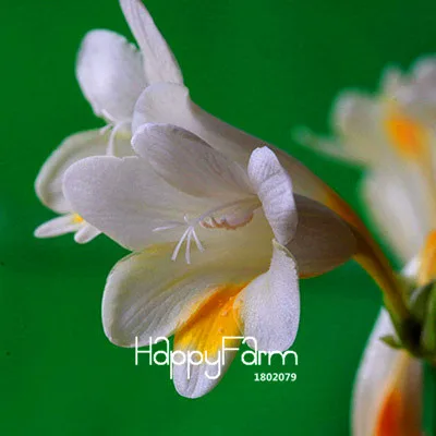 6 Бонсай Freesias великолепный сад красочные ароматные Цветочные растения Орхидея Флорес идеальные Цветочные Планты 100 Плант/упаковка - Цвет: 6