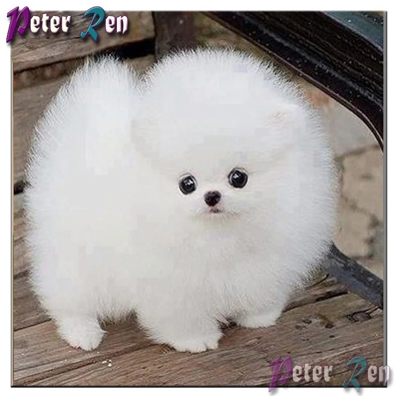 

5d Cute white puppy Diamond Painting DIY full Square\Round Rhinestone Embroidery Mosaic picture Handmade home decoration