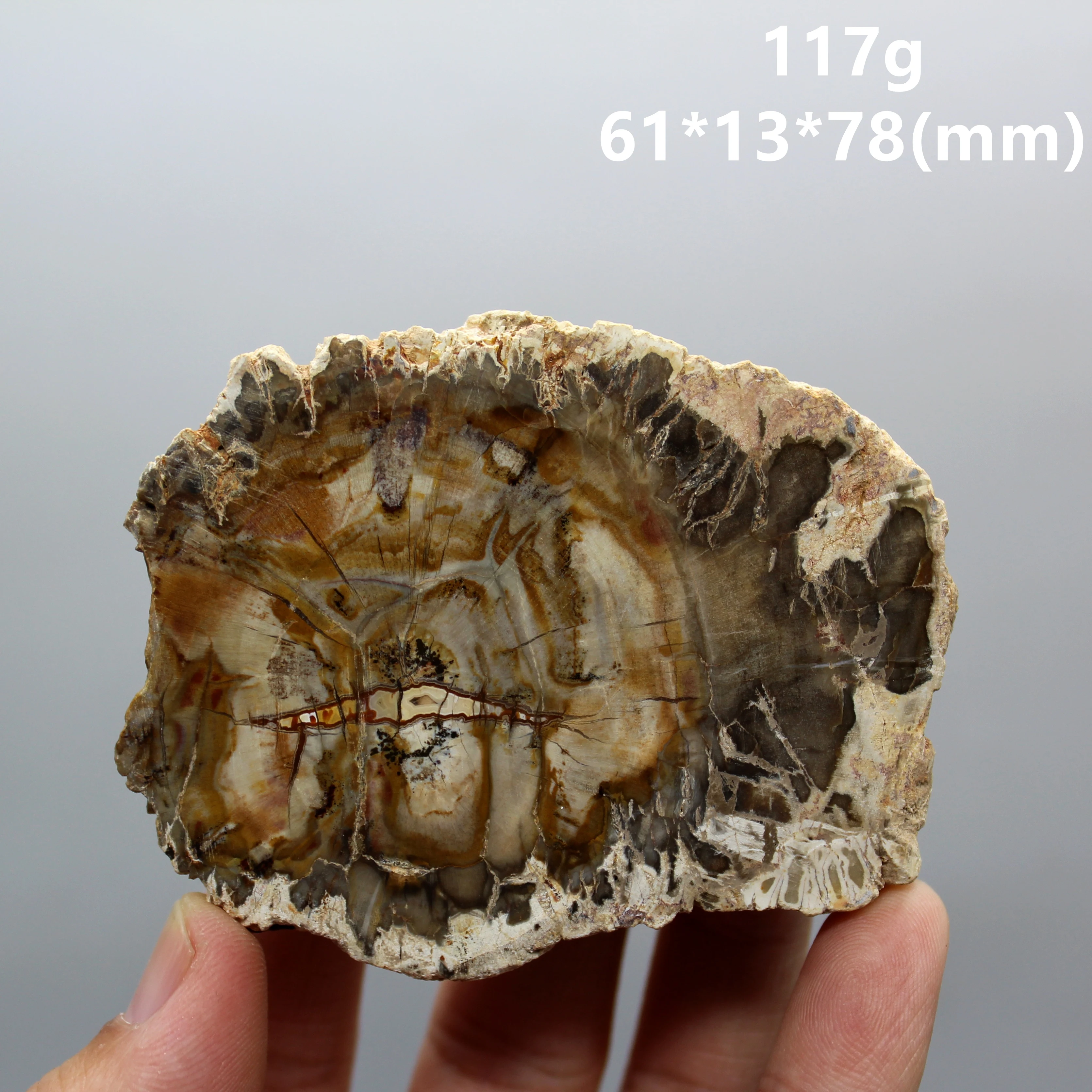 

100% Natural Paleontological Fossil Tree Fossil Decoration Silicified Wood Tree Jade Tea Cup Mat Fossil mineral Specimen