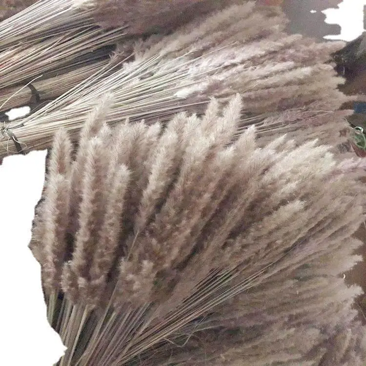 30 шт. Натуральные Сушеные Pampas трава Phragmites Communis Reed завод свадебный цветок букет