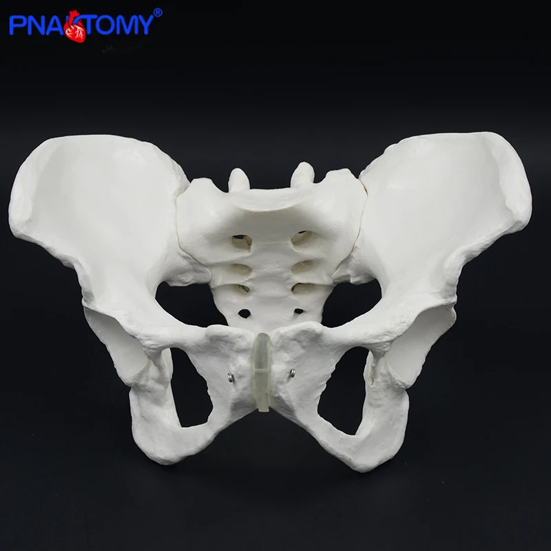 

Life Size Female Pelvis Model Human Skeleton Model Specimen Hip Skeleton Anatomy Medical Tool School Used 1:1 Pubis Skeletal