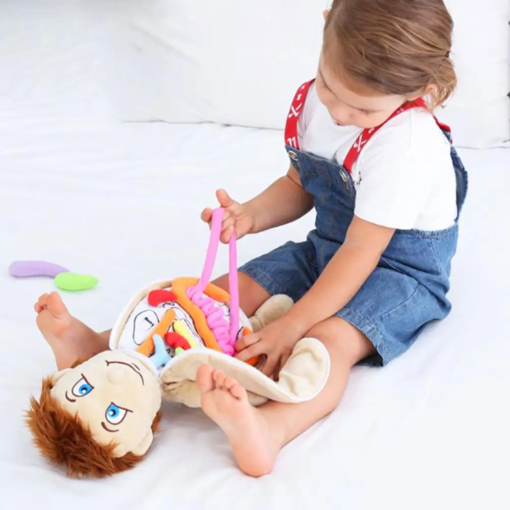 2021 nuevo modelo de anatom&iacute;a mu&ntilde;eca Torso humano cuerpo modelo de anatom&iacute;a, anat&oacute;mico los &oacute;rganos internos para ense&ntilde;anza educativa juguete suave Dropship-2